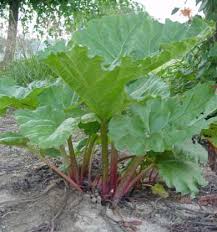 Image result for rhubarb