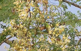 Image result for le moringa