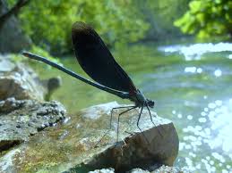 Image result for flora and fauna in plitvice national park