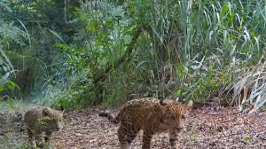 Filhotes de onça-pintada caminham em trilha na mata, com vegetação densa ao fundo.