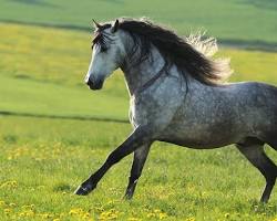 Image of Andalusian horse