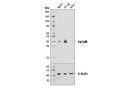 Side-by-side analysis of five clinically tested anti-EpCAM