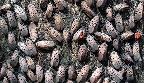What's so bad about the spotted lanternfly? | Natural ...