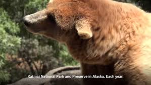 Chubby cub contest kicks off Alaska’s viral Fat Bear Week