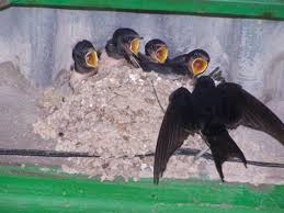 Resultado de imagen de nido de golondrina