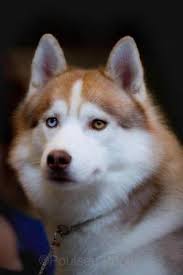 Image result for dog shows