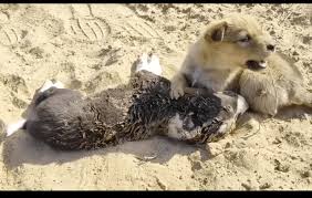 小伙伴死去后，流浪狗还守在它的身边不愿离去，这场景看得好心酸 ...