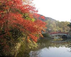 鎌倉鶴岡八幡宮の紅葉の画像