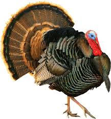 Image result for turkey