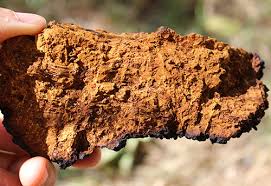 Image result for chaga mushroom images