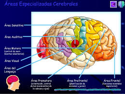 Resultado de imagen de ACTIVIDAD LIM EL CEREBRO