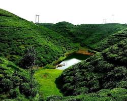 Image of Happy Valley Tea Estate, Darjeeling