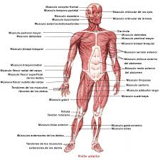 Resultado de imagen para cuerpo humano