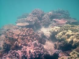 Image result for organisms and their environment