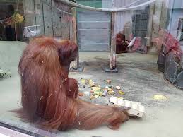 Patenfeier bei Orang-Utan-Baby Sayang im Zoo Neunkirchen