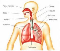 Resultado de imagen para organos aparato respiratorio