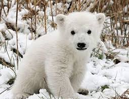 Image result for tu es aimé le ours