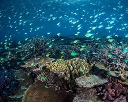 stunning underwater photograph showcasing the vibrant colors and intricate patterns of coral formations on the Great Barrier Reef