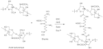 Acide Hyaluronique rticul