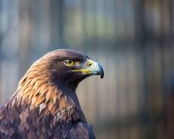 Image of Golden Eagle in California