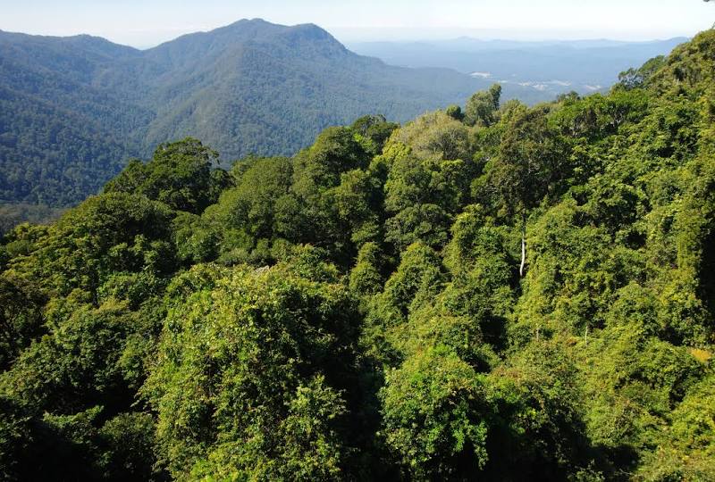 Dorrigo National Park