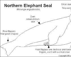Elephant seal with long ears