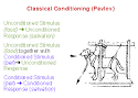 Pavlov classical conditioning experiment uk