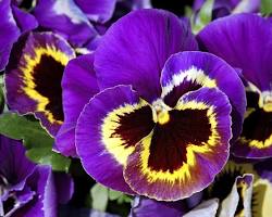 Image de Fleur de pensée