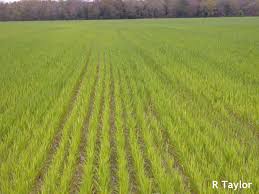 Image result for zinc burn in plants