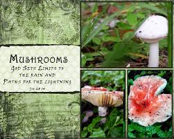 Free illustration: Mushrooms, Quotes, White, Heart - Free Image on ... via Relatably.com