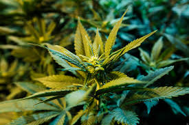 Resultado de imagen de Legalization