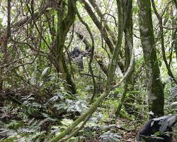 Image of Afromontane forests in Bwindi Impenetrable National Park