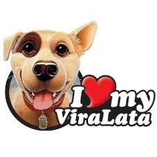 Resultado de imagem para imagens fofas de vira latas