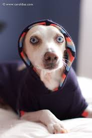 Resultado de imagem para imagens fofas de vira latas