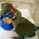 Image result for baby macaw parrot for sale