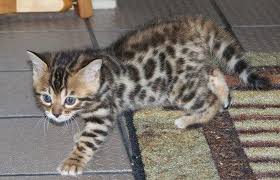 Image result for chatons