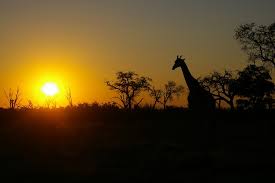Sonnenuntergang mit Giraffe - Bild \u0026amp; Foto von Werner Luttenberger ... - 15553235