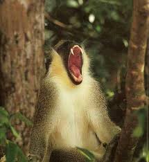 Image result for MONKEYS