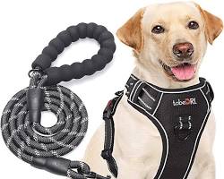 large dog harness and leashの画像