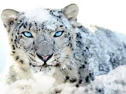 Image result for snow leopard