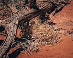 Image of windy day in Texas