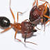 Carpenter ant