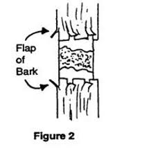 Résultat de recherche d'images pour "tree trunk repair grafts"