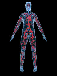 Resultado de imagen para cuerpo humano