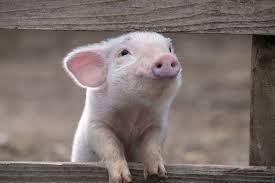 Image result for picture of happy pig