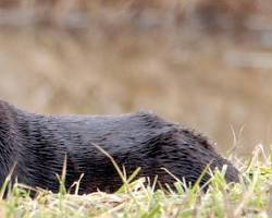 Image of river otter in Texas
