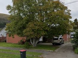 Tenant leaves $19,000 rent debt, rubbish-filled garage at Sumner home