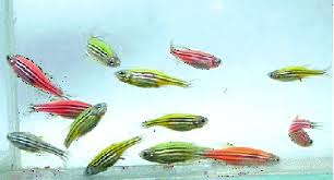 Image result for Transgenic Zebrafish