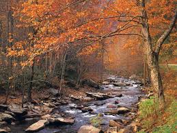 autumn leaves