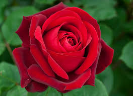 Resultado de imagen de rosas rojas